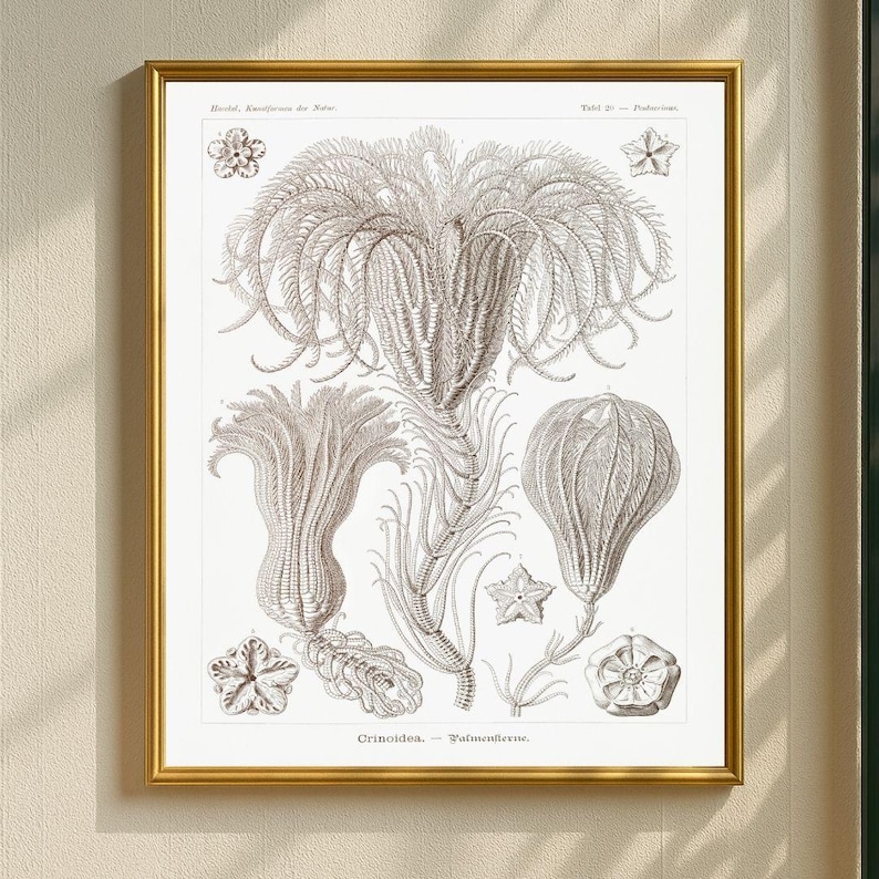 Marine Life Illustrations Set of 200, Vintage Ocean Prints, Sea Creature Art Set, Nautical Wall Decor, Antique Aquatic Posters image 4