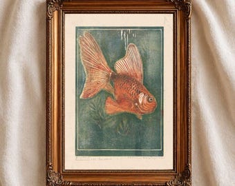 Vintage Goldfish Print, Veiltail Fish Wall Art, Natural History Illustration Printable