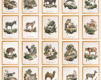 Set of 3 Vintage Zoological Mammal Prints, Victorian Natural