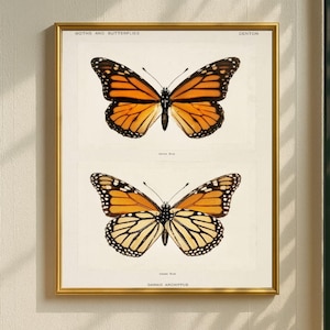 Monarch Butterfly Print, Vintage Insect Wall Art, Botanical Bug Poster, Nature Study Decor, Printable Butterfly Artwork, Entomology Art