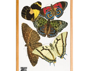 Émile-Allain Séguy, impression d'art mural papillon illustration, impression papillon vintage, téléchargement numérique