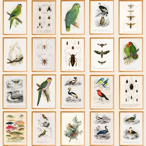 May include: A collection of 20 vintage illustrations featuring various animals, insects, and birds. The illustrations are in a muted color palette with a white background. The illustrations are framed in a white frame.