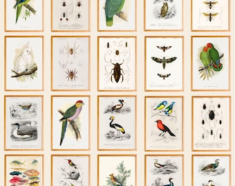 Animal Illustration Set of 320, Vintage Nature Wall Art, Wildlife Poster Pack, Antique Zoology Prints, Rustic Gallery Decor