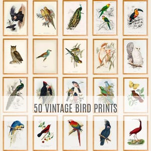 Conjunto de 50 ilustraciones de aves vintage, arte de aves imprimible