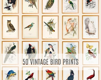 Vintage Bird Illustrations Set of 50, Bird Prints, Natural History Art, Printable Bird Wall Art