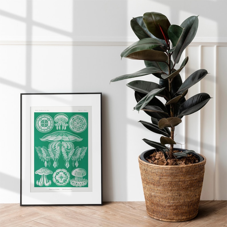 May include: A framed print of a vintage illustration of jellyfish on a green background. The print is in a black frame and is hanging on a white wall next to a potted rubber plant.