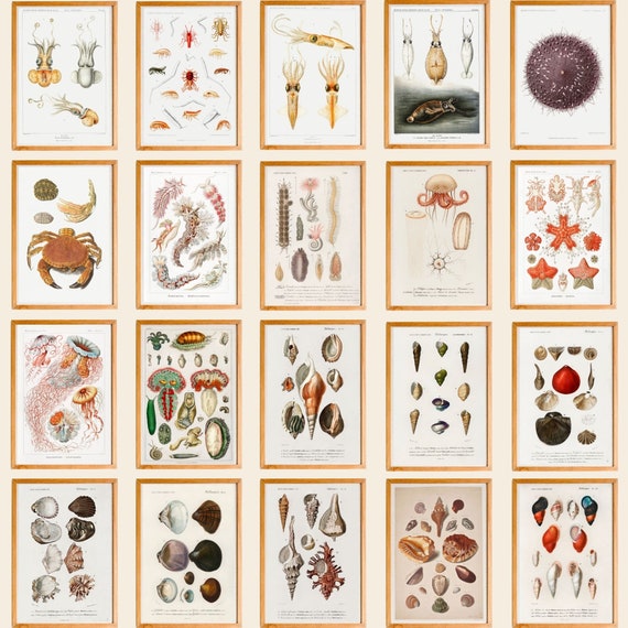 Marine Life Illustrations Set of 200, Vintage Ocean Prints, Sea Creature Art Set, Nautical Wall Decor, Antique Aquatic Posters