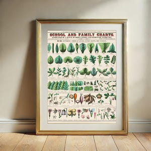 Arte de parede de gráfico botânico, gráficos escolares e familiares botânicos vintage para impressão, download digital