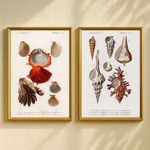 Marine Life Illustrations Set of 200, Vintage Ocean Prints, Sea Creature Art Set, Nautical Wall Decor, Antique Aquatic Posters image 8