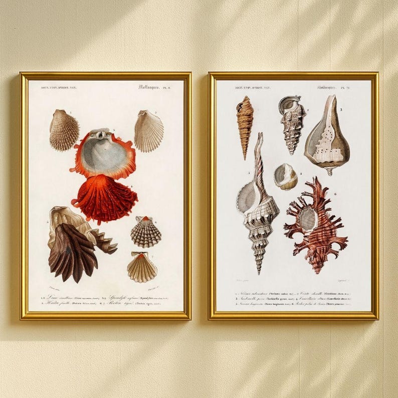 Marine Life Illustrations Set of 200, Vintage Ocean Prints, Sea Creature Art Set, Nautical Wall Decor, Antique Aquatic Posters image 8