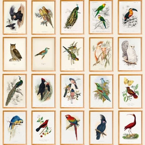 Vintage Bird Illustrations Set of 50, Printable Bird Art