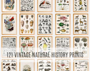 121 Antique Animal Prints, Goldsmith's Animated Nature Collection, Vintage Natural History Illustrations, Printable Wall Art Bundle