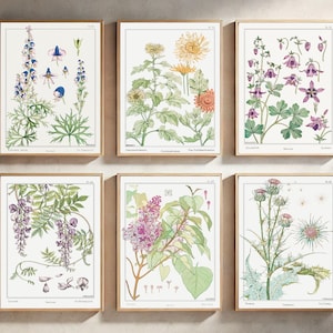 Vintage Floral Wall Art Set of 6, Botanical Prints, Antique Flower Illustrations, Printable Wall Decor, Digital Download, Cottagecore Art