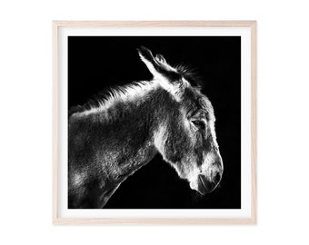 A portrait of Benjy the Donkey, pet portrait, cute animal portrait, donkey portrait, decor, fine art photograph, animal art, animal photo