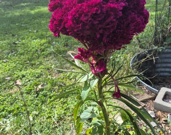 Amish-Hahnenkamm, Celosia cristata, 50 Samen