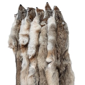 Western Coyote Pelt