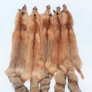 Canadian Red Fox, Tanned