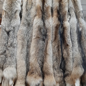 Eastern Coyote Pelt, (2X-3X = 55&quot;-60&quot; Length)