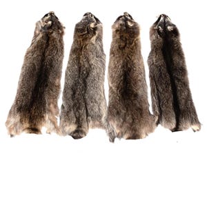 Raccoon Pelt, No Tail