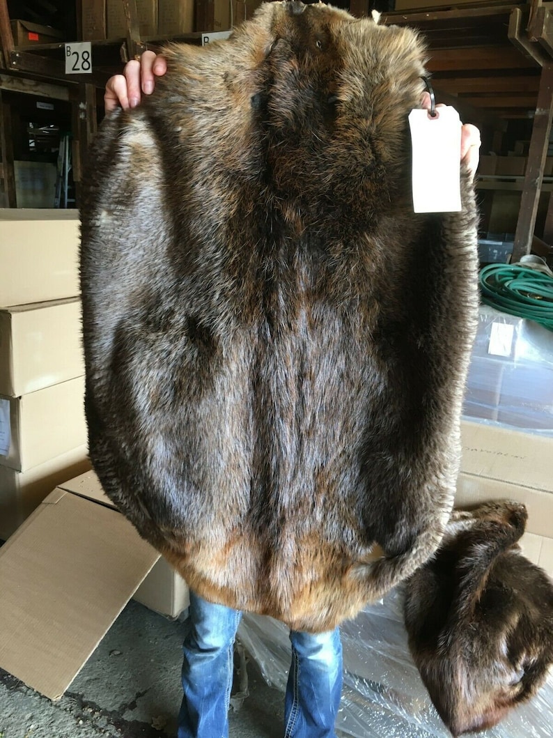 1 Tanned Beaver pelt premium grade prime Beapremo Etsy