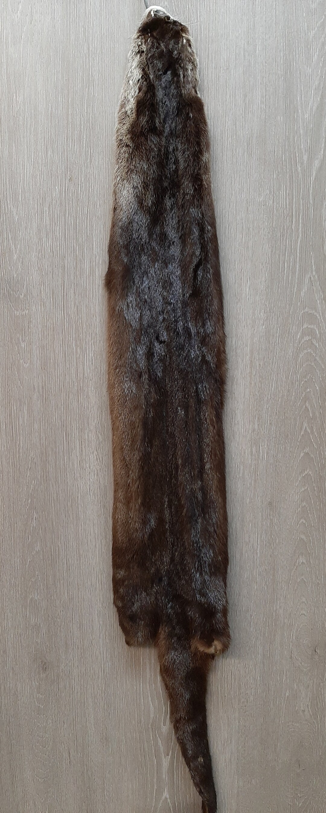 River Otter Pelt, Tanned - Etsy