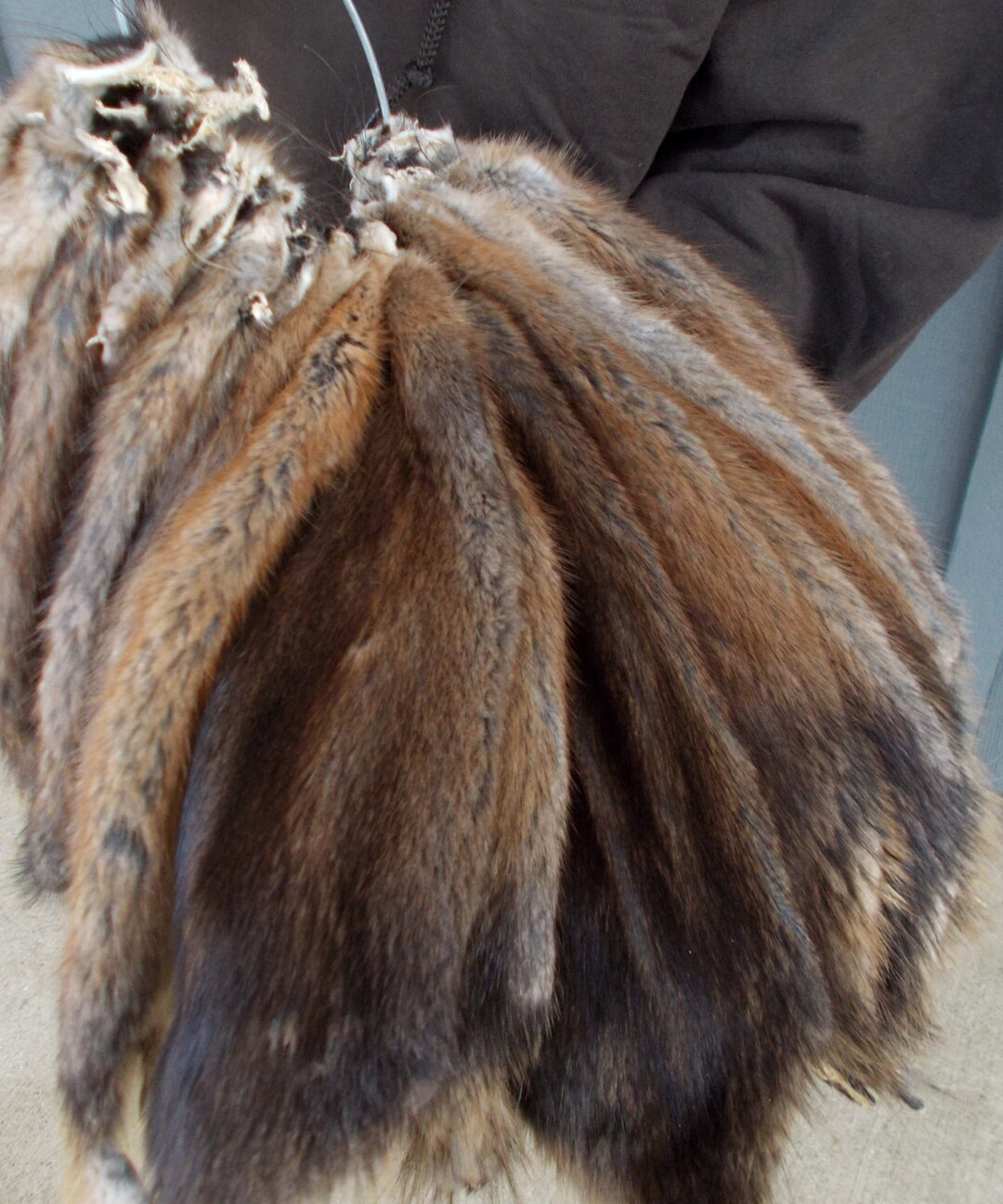 Winter Michigan Tanned Muskrat Pelts Premium Grade Etsy