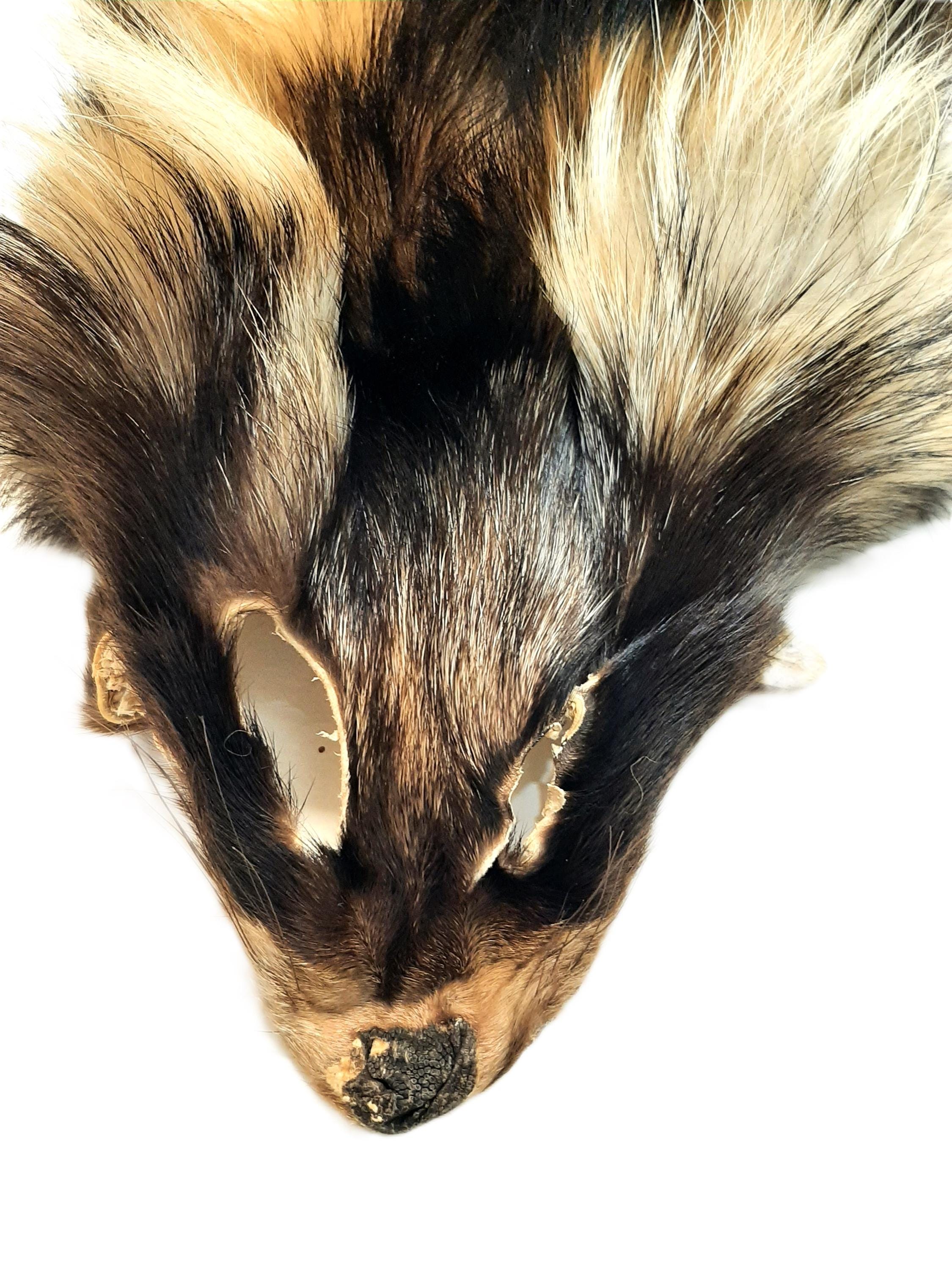 finland raccoon design tippet／品番H／日本製❣️ Finnish Raccoon, Tanuki Dog Fur Pelt (finland), 1X-2X - Etsy
