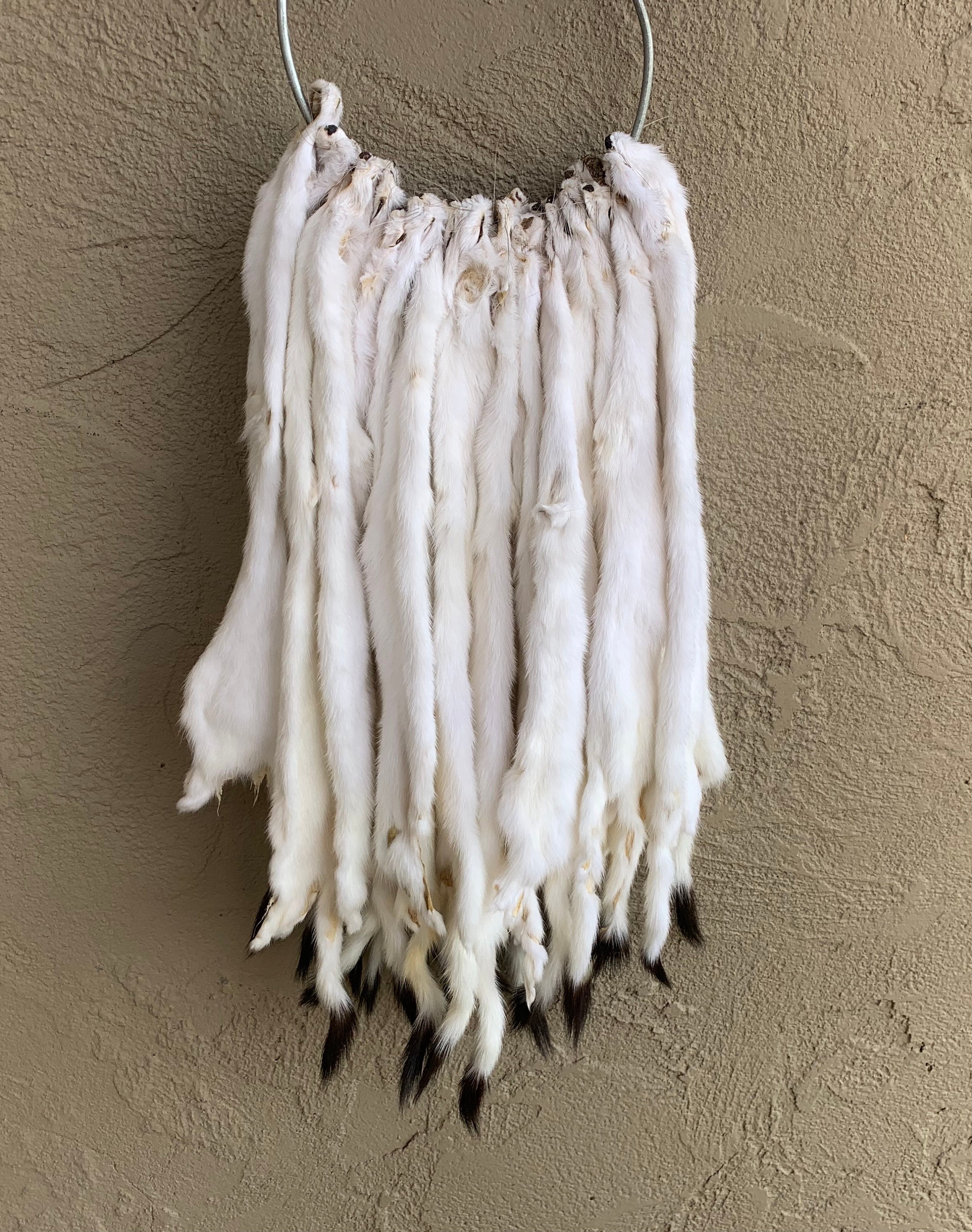 1 Tanned Winter White WEASEL Pelt Long Tailed Ermine Etsy
