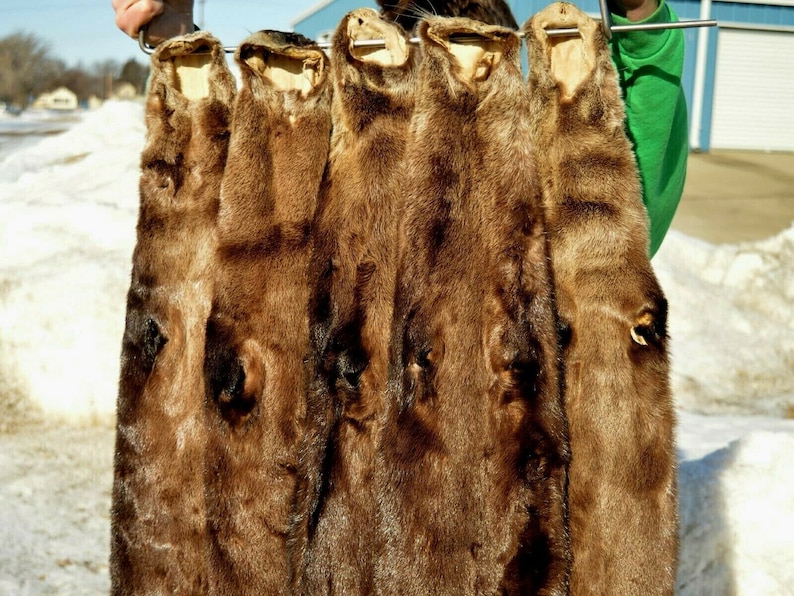 Big DARK River Otter pelt fur hide Soft professional Etsy