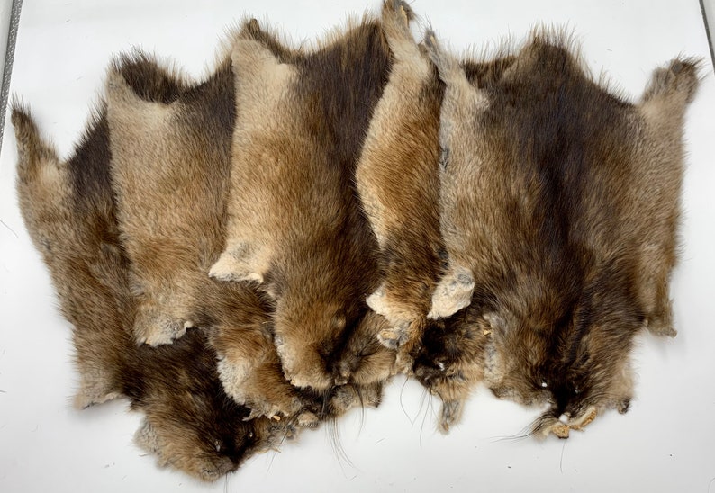 Tanned Prime Winter Muskrat SLIGHT pelt, MKRTSlight1