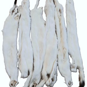 May include: A group of seven white ermine pelts with black tips on the tails. The pelts are arranged in a pile, with the tails facing up.
