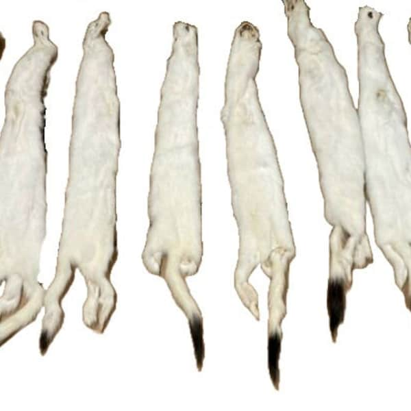 Tanned Weasel, Prime winter white, black tip tail, Ermine, Crafts, Fur