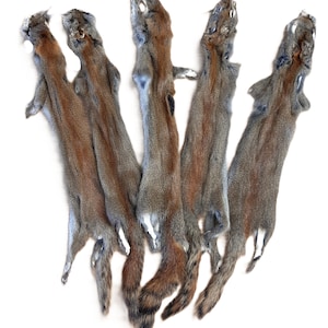 May include: Five squirrel pelts are displayed against a white background. The pelts are primarily gray with brown and reddish-brown accents. The tails have a darker, striped pattern. The pelts are arranged in a fan-like pattern.