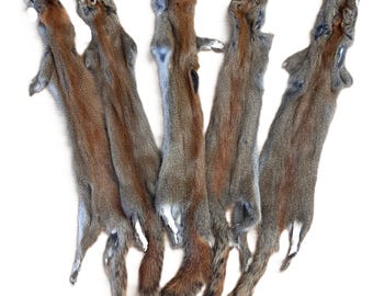 Canadian Red Pine Squirrel