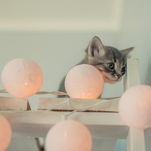 Könnte beinhalten: Ein graues Tabby-Kätzchen blickt hinter einem weißen Regal hervor, beleuchtet von weichen, leuchtenden rosa Lichterketten. Die grünen Augen und der neugierige Ausdruck des Kätzchens sind sichtbar. Die Lichter sind rund und gleichmäßig verteilt.