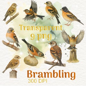 Brambling Bird Clipart – 9 PNG Files • Hand-Drawn Birds • Transparent Background • Nature Illustration Set