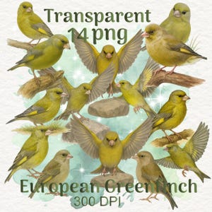 Conjunto de imágenes prediseñadas de verderón europeo: 14 imágenes PNG de aves dibujadas a mano, fondo transparente de 300 DPI, ilustración de vida silvestre