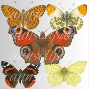 Set di clipart di farfalle acquerellate - Specie scandinave PNG / / Illustrazioni naturali trasparenti per scrapbooking e stampe