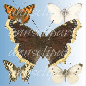 Clipart di farfalle nordiche - 5 PNG realistici - Farfalle scandinave disegnate a mano - Sfondo trasparente - Set di illustrazioni di insetti della natura
