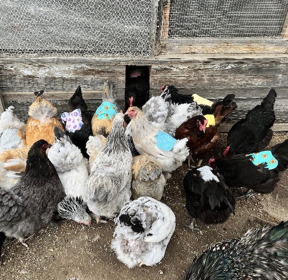 Gosknor Selle Per Galline – Set Da 4, Poliestere Morbido, Protezione Piume Schiena, Per Galline Piccole E Medie