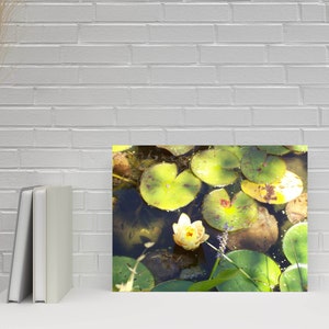 Flowering Lilypad, Nature Photography, 8x10 Photo Print