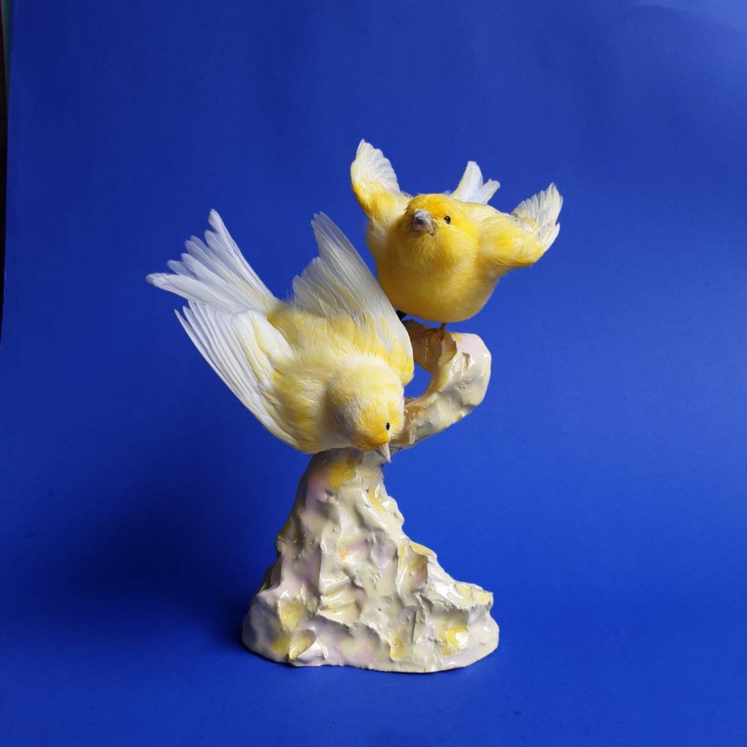 Taxidermy Bird Canary Birds on Ceramic Stand Opgezette Vogel Etsy