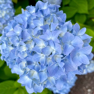 Impresión digital de hortensias azules de Nantucket