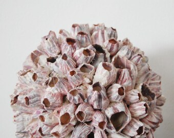 FREE SHIP Barnacle Shell Ball - 7 to 9 inches - Natural from the Sea - Seashells - Coastal Beach Home Decor - Stunning Wedding Supply Crafts