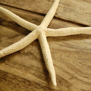 10 pcs 10 to 12 inch Finger Pencil Starfish Pure White Bleached Starfish Seashells Coastal Beach Home Decor Wedding Supply Crafts image 3