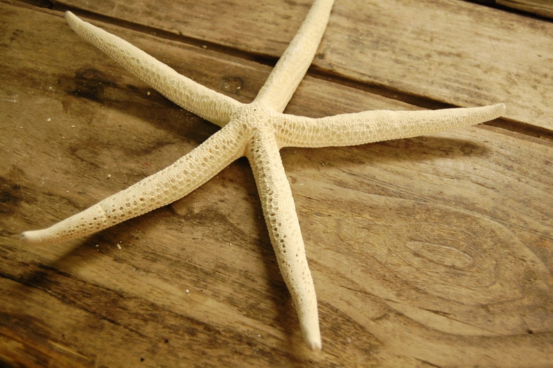 10 pcs 10 to 12 inch Finger Pencil Starfish Pure White Bleached Starfish Seashells Coastal Beach Home Decor Wedding Supply Crafts image 3