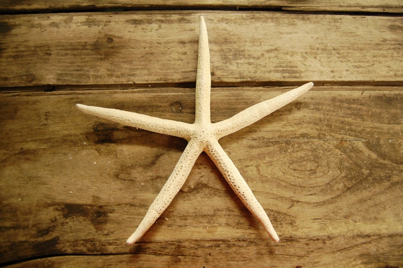 10 pcs 10 to 12 inch Finger Pencil Starfish Pure White Bleached Starfish Seashells Coastal Beach Home Decor Wedding Supply Crafts image 2