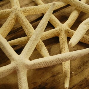 10 pcs 10 to 12 inch Finger Pencil Starfish Pure White Bleached Starfish Seashells Coastal Beach Home Decor Wedding Supply Crafts image 1