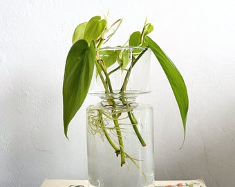 Glass propagation vase - ideal for bulbs such as avocado, hyacinth, tulips etc.