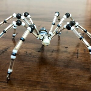 Black and white spider